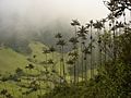 Ceroxylon quindiuense cocora