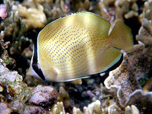 Chaetodon citrinellus 2.jpg