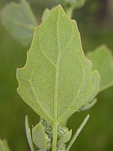 Chenopodium berlandieri (3767482897) (2)