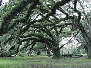 CityParkNewOrleans2005-07OakTrees