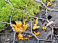 Clavulinopsis fusiformis Golden Spindles on mossy post GT