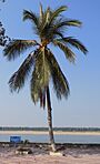 Cocos nucifera Kratie Cambodia.JPG