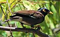 Common Myna India