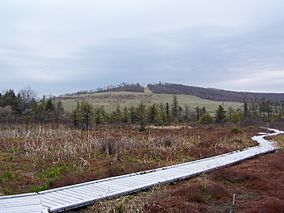 Cranesville Swamp - Bog.jpg