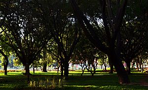 Cubbon Park W.jpg