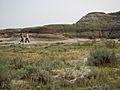 Dinosaur Provincial Park 21