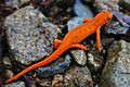 Eastern red-spotted newt