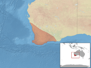 Egernia kingii distribution.png