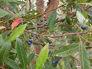 Elaeocarpus reticulatus 2