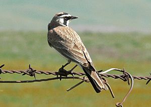 Eremophila alpestris 1