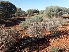 Eremophila glandulifera (habit)