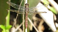 Female Orthetrum villosovittatum dorsal view (27003326061)