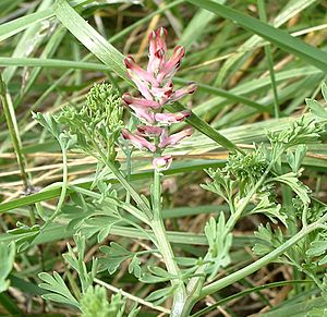 Fumaria officinalis-flower