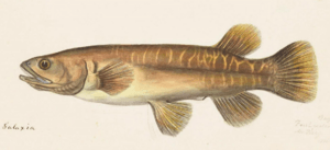 Galaxias fasciatus by Joseph Drayton