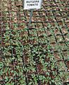 Great Swamp Greenhouse photos Rutgers Tomato