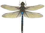 Green Darner.jpg