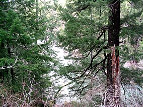 Grizzlycreekredwoods.jpg