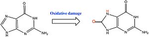 Guanine Oxidative Damage