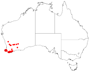 Hakea falcataDistMap49.png