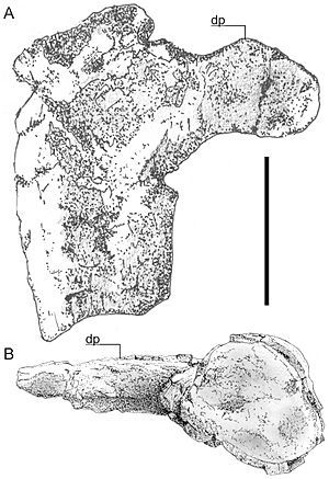 Hatzegopteryx humerus.jpg