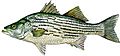 Hybrid Striped Bass.jpg