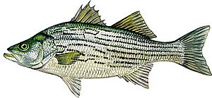 Hybrid Striped Bass.jpg