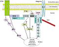 Integrin sig trans overview