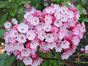 Kalmia latifolia Clementine Churchill