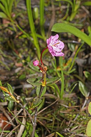 Kalmia microphylla 0601.JPG