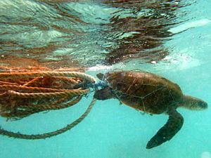 Lepidochelys olivacea Landaa