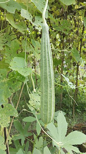 Luffa acutangula Chinese okra.jpg