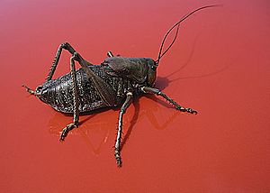 Mormon cricket (red background).jpg