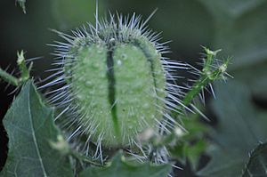 Nasty prickly sucker.JPG