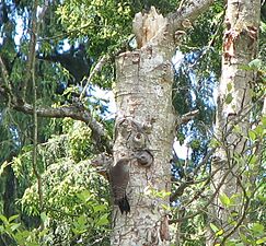 Northern-flicker-feeding