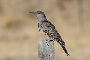 Northern Flicker - 52406117523