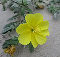 Oenothera drummondii2