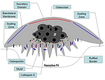 Osteoclast1