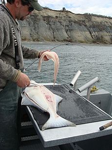 Pacific Halibut Fileting