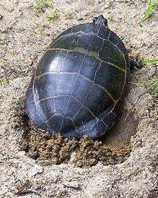 Painted turtle egglaying