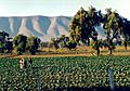 Puebla farmers