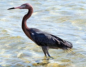 Reddish Egret1.jpg