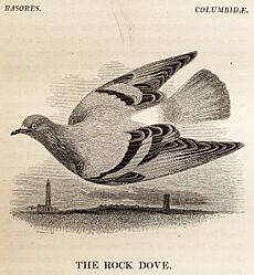 Rock Dove from Yarrell History of British Birds 1843