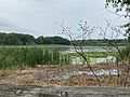 Rouge River Marshes