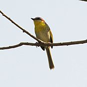 Rufous-capped Warbler (14484013618).jpg