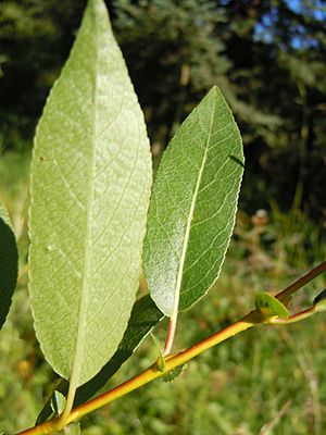 Salix boothii.jpg