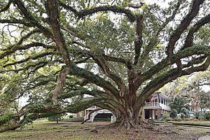 Seven Sisters Oak