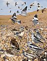 Snow Bunting from the Crossley ID Guide Britain and Ireland