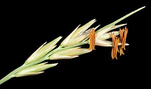 Spinifex longifolius - Flickr - Kevin Thiele (1).jpg