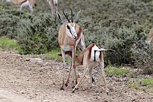 Springbok (Antidorcas marsupialis hofmeyri) suckling