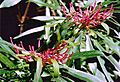 Telopea mongaensis at Monga National Park.jpg